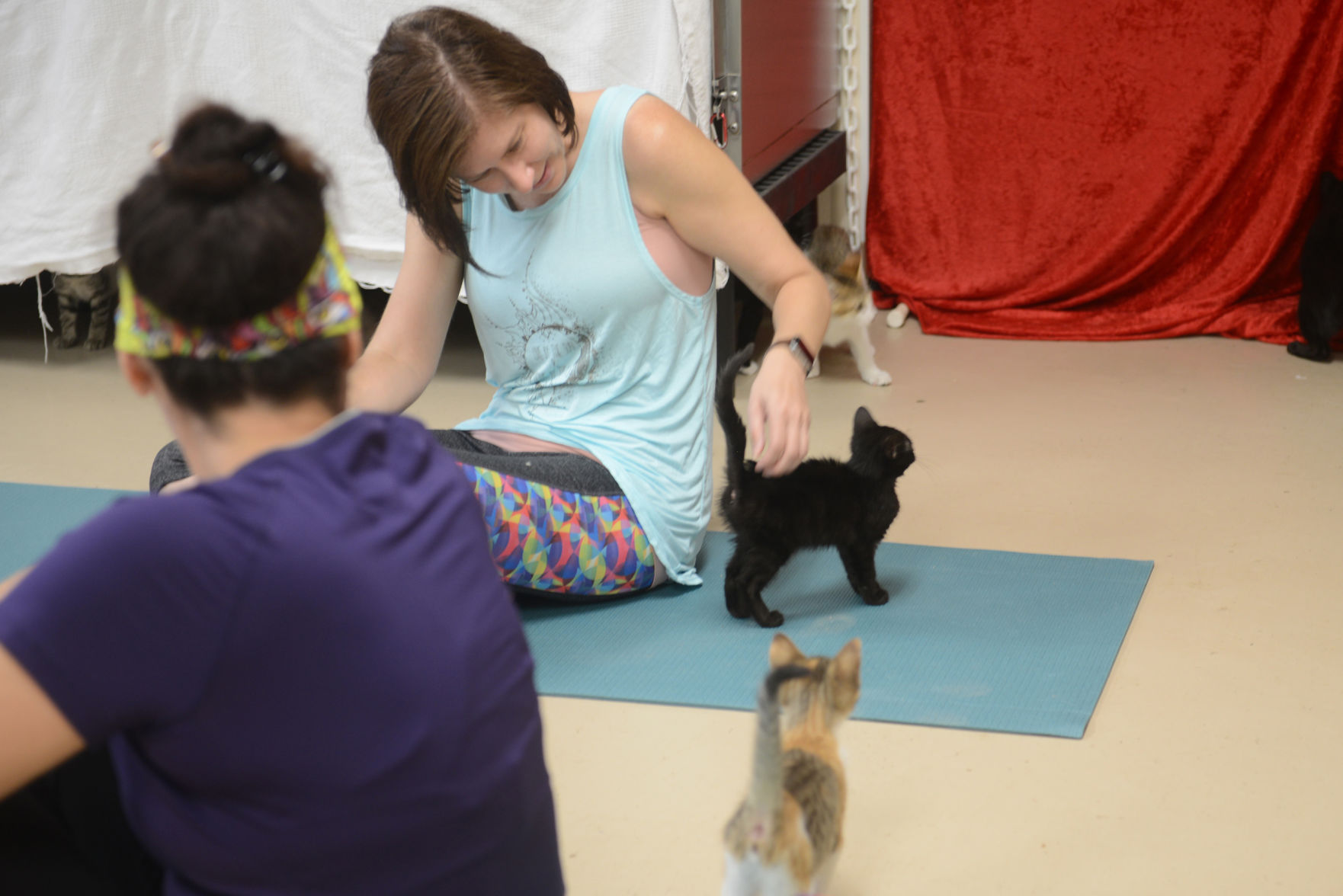 Cat Yoga at Aggieland Humane Society